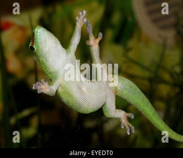 Green Madagascar giorno Gecko (Phelsuma madagascariensis) aggrappato a un (sporco) finestra di vetro con la sua appiccicosa piazzole di convergenza Foto Stock