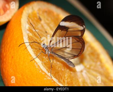 America Centrale / Glasswinged messicano farfalla o Clearwing (Greta oto) alimentazione su un arancione Foto Stock