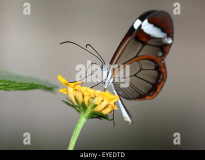 Nuovo mondo alato di vetro farfalla o Clearwing (Greta oto) alimentazione su un fiore giallo. Foto Stock