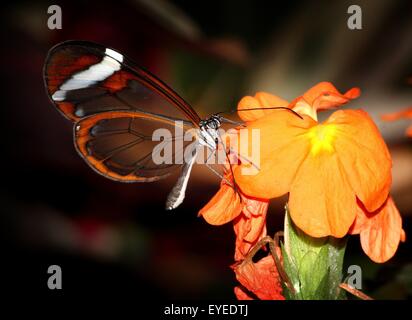 Glasswinged farfalla o Clearwing (Greta oto) alimentazione su un esotico fiore tropicale. Nativo dal Messico fino alla Colombia Foto Stock