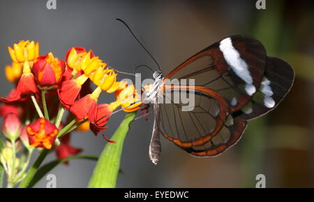 Glasswinged messicano farfalla o Clearwing (Greta oto) alimentazione su un esotico fiore tropicale. Foto Stock