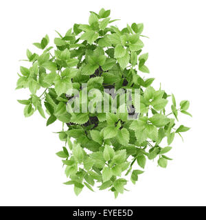 Vista superiore della pianta del balsamo nel recipiente isolato su sfondo bianco Foto Stock