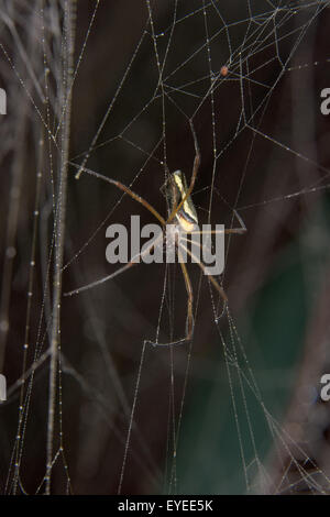 Seta dorata Orbweaver (Nephila clavipes), il Parque Nacional del Manu, di Madre de Dios regione, Perù Foto Stock