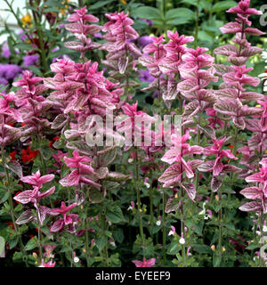 Buntschopfsalbei, Salvia viridis, Heilpflanzen, Foto Stock