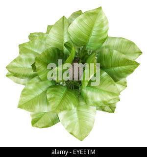 Vista dall'alto di arrampicata houseplant nel recipiente isolato su sfondo bianco Foto Stock