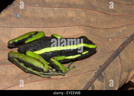 A tre strisce Rana veleno (Ameerega trivittata) Foto Stock