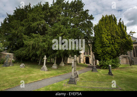 Antico comune yew trees (Taxus baccata) nel sagrato della chiesa di St Cuthbert's, Beltingham, Northumberland, Regno Unito Foto Stock