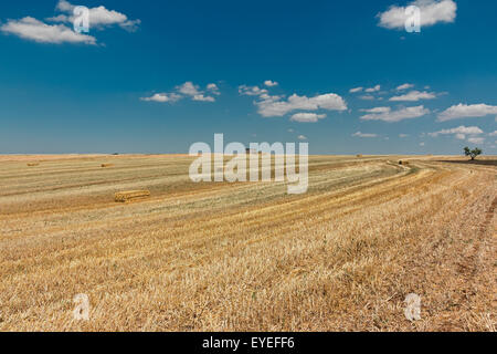 Paesaggio di taglio di un campo di grano Foto Stock