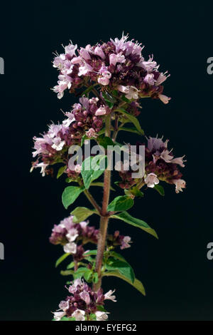 Possiedi; Origanum vulgare; origano; Wilder; Majoran; Foto Stock