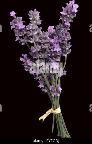 Lavendel;; Lavendula angustifolia; Foto Stock