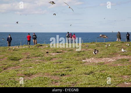 I visitatori sulla parte interna farne National Trust Bird Sanctuary Northumberland Regno Unito Foto Stock