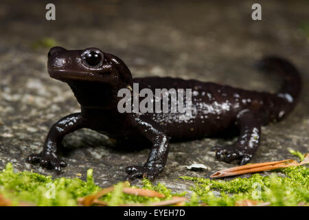 Un ritratto del Alpine (Salamandra salamandra atra) un segreto residente delle Alpi europee. Foto Stock