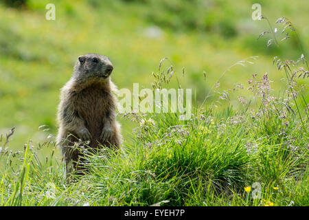 Un alpine marmotta (Marmota marmota) mantiene un occhio su i suoi dintorni di alta nelle alpi. Foto Stock