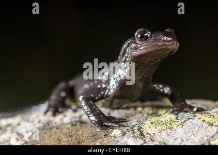 Un ritratto del Alpine (Salamandra salamandra atra) un segreto residente delle Alpi europee. Foto Stock