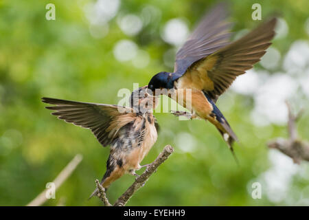 Un fienile swallow (Hirundo rustica) vola in e alimenta un uccellino. Foto Stock