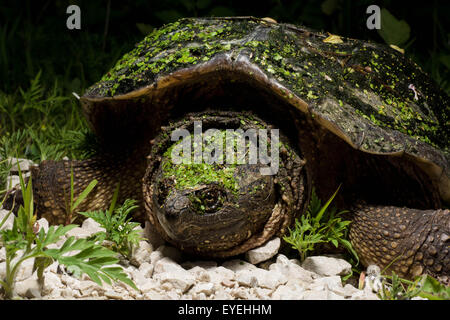 Una comune Tartaruga Snapping (Chelydra serpentina) depone le uova. Foto Stock