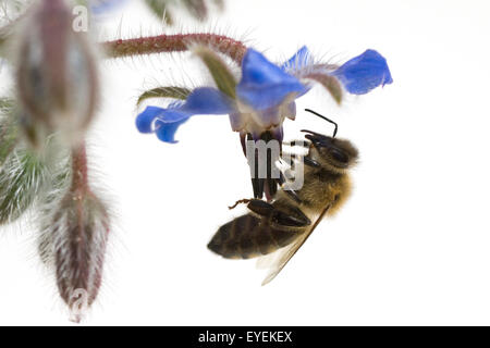 Biene; Anflug; Borretschbluete; Borretsch; borragine Foto Stock