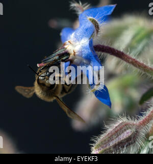 Biene; Anflug; Borretschbluete; Borretsch; borragine Foto Stock