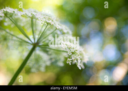 Hogweed Fioritura in estate con un bellissimo sfondo colorato di sfocatura. Foto Stock