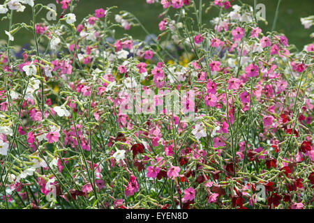 Nicotiana alata 'Whisper Mix". Pianta di tabacco fiori Foto Stock