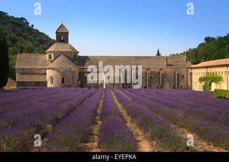 Notre Dame de Senanque Abbazia Provence Francia con la lavanda in piena fioritura Foto Stock