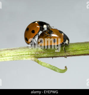 Marienkaefer, Paarung, Foto Stock