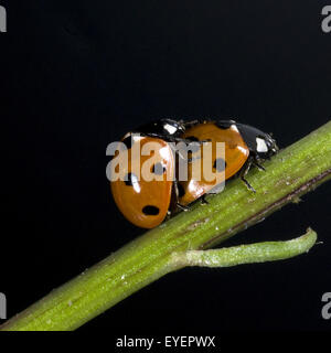 Marienkaefer, Paarung, Foto Stock