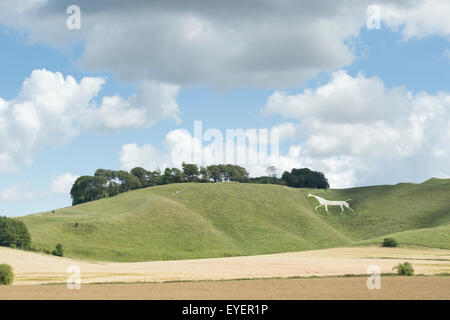 Cherhill White Horse. Cherhill giù, Calne, Wiltshire, Inghilterra Foto Stock