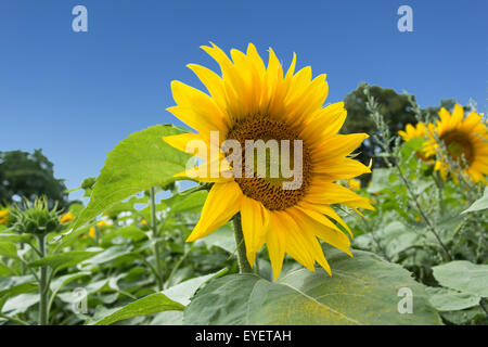 Campo di girasole, girasoli e cielo blu Foto Stock