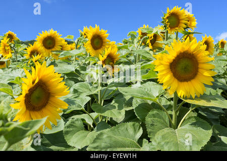 Campo di girasole, girasoli e cielo blu Foto Stock