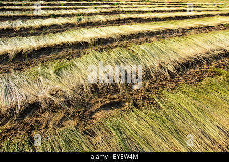Campo di lino durante il raccolto in luglio in Polonia Foto Stock