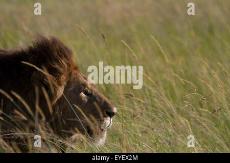 Maschio di leone a piedi anche se l'erba alta nel Serengeti (Panthera leo) Foto Stock