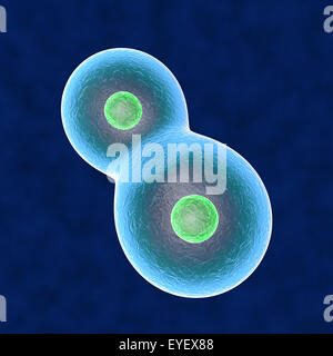 Anima la duplicazione di cellule del corpo umano Foto Stock