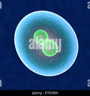 Anima la duplicazione di cellule del corpo umano Foto Stock