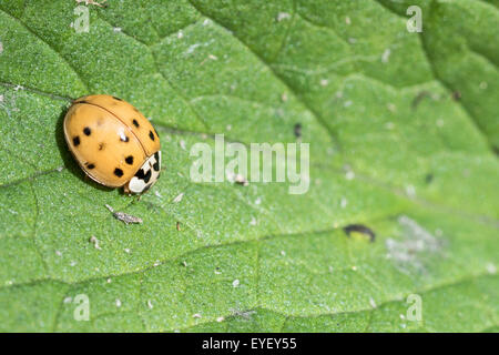 Harlequin Ladybird/ coccinella su una foglia Foto Stock