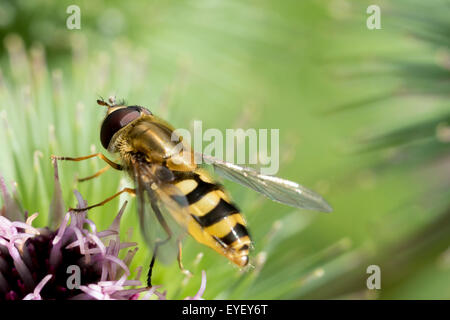 Un'immagine ravvicinata della hoverfly Syrphus ribesii su un fiore di bardana Foto Stock