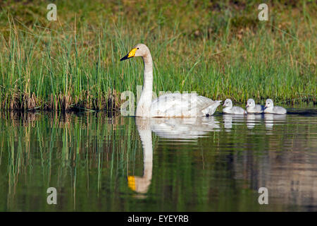 Whooper swan (Cygnus cygnus) adulto nuotare nel lago con cygnets in primavera in Scandinavia Foto Stock