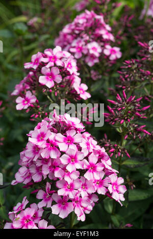 Phlox paniculata 'Miss Elie'. Una splendida rosa intenso fioritura phlox in un giardino estivo. Foto Stock