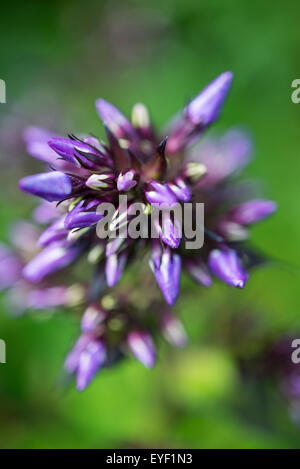 Un Deep Purple varietà di Phlox Paniculata crescendo in un giardino estivo confine. Stretti boccioli su un fiore di testa. Foto Stock
