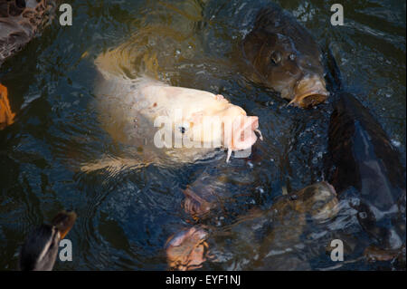 Carpe Koi nel fossato a Castello Bodiam, Sussex, Inghilterra Foto Stock