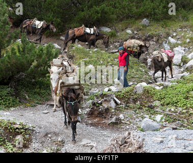 Muli e mulattiere scendono in pista Mt. Olympus National Park in rotta da Spilio Agapitos rifugio. Foto Stock