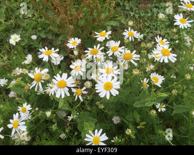 OXEYE DAISY Leucanthemum vulgare. Foto Tony Gale Foto Stock
