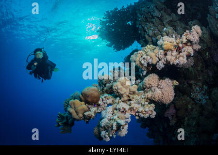 Donna diver esplora i coralli sulla parete a furia di sciami, Mar Rosso, Egitto Foto Stock