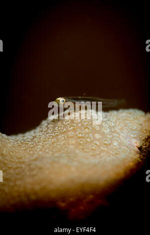 Un ghiozzo orologi warily dal corallo in Mar Rosso, Egitto Foto Stock