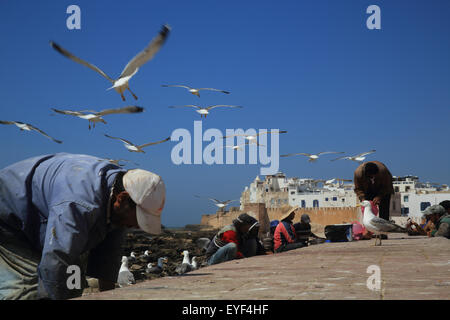 Gabbiani passa il mouse sopra i pescatori sul molo, Nella fortificata città costiera di Essaouira, Marocco, Africa del Nord Foto Stock