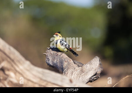 Bella Crested Barbet pone su un albero morto il ramo nel Parco Nazionale di Kruger. Foto Stock