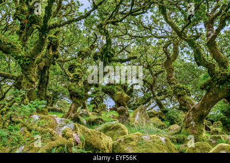 Wistman il legno ad alta altitudine oakwood (Quercus robur), in prossimità di due ponti, Parco Nazionale di Dartmoor, Devon, Inghilterra, Regno Unito Foto Stock