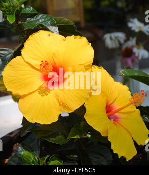 Due fiori di ibisco Foto Stock