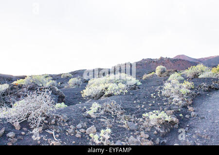 Vegetazione che cresce sui crateri del Vulcano di Teneguia, La Palma, Spagna. Foto Stock