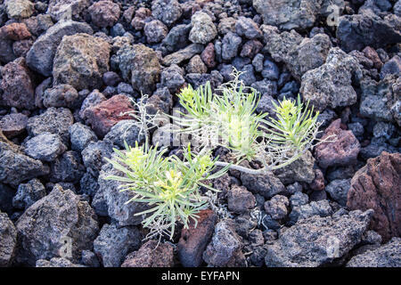 Vegetazione che cresce sui crateri del Vulcano di Teneguia, La Palma, Spagna. Foto Stock